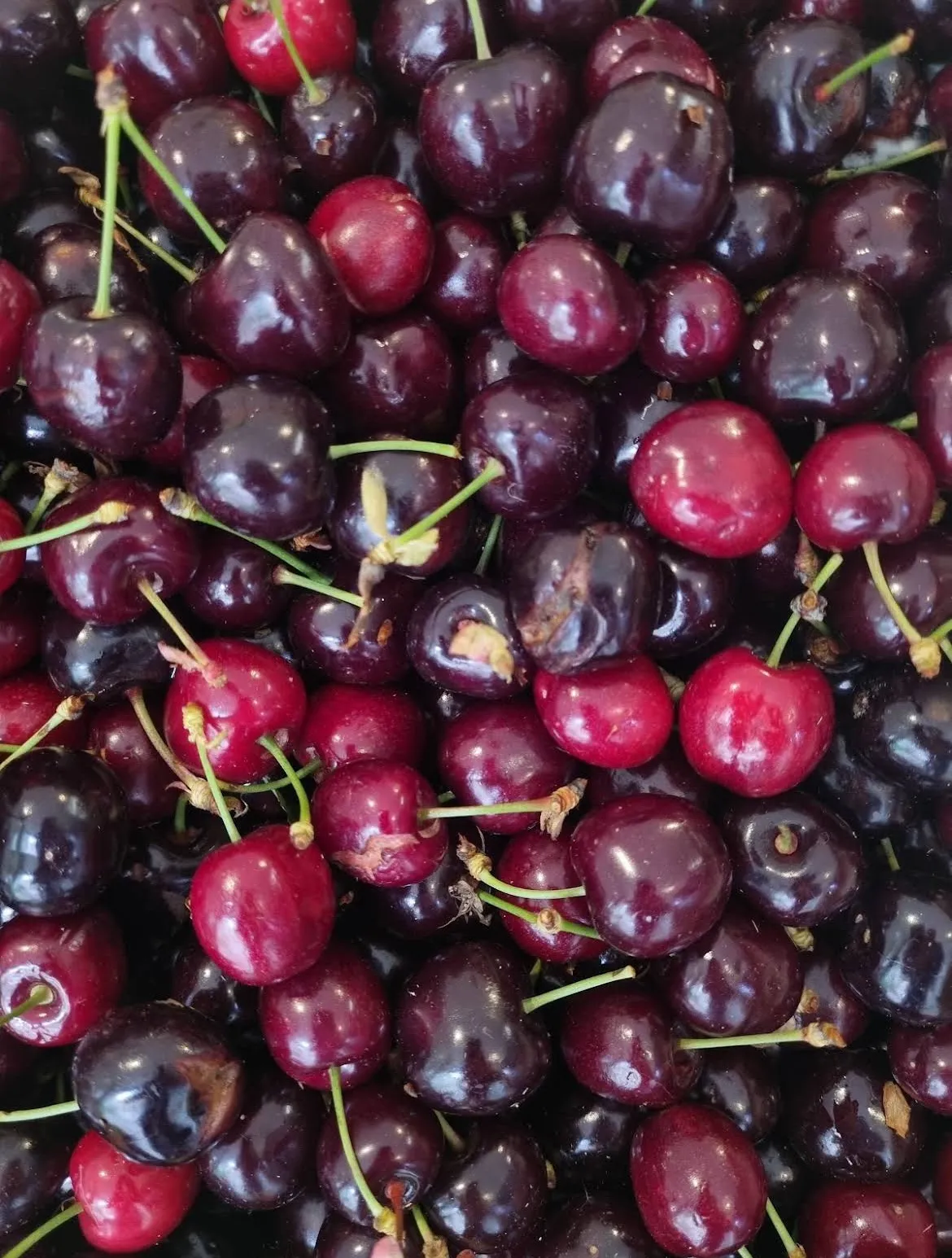 Les cerises de l’étal, rouges et brillantes