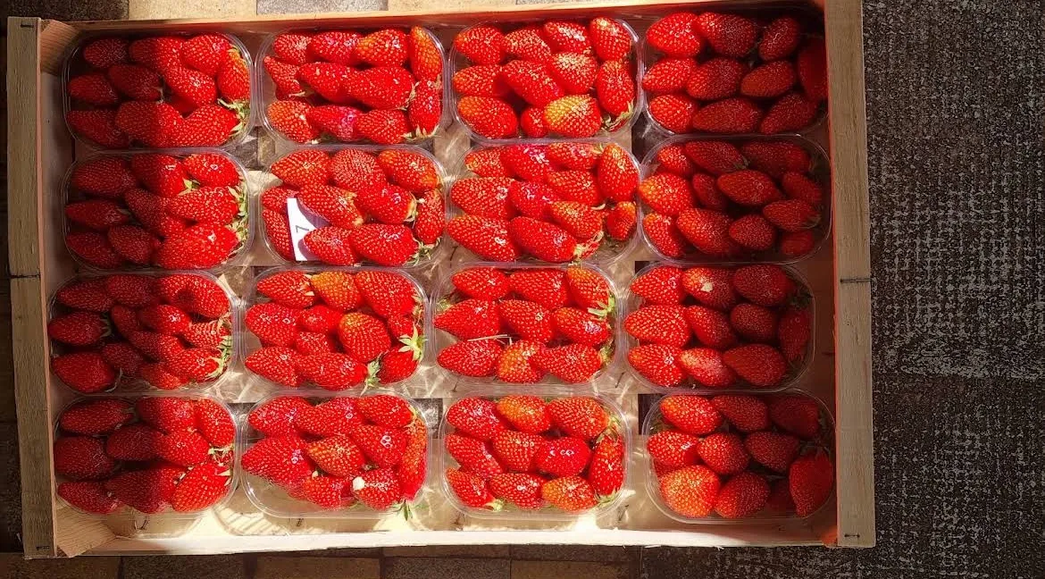 Une cagette de fraises chez Mammouth